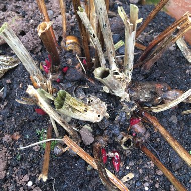 Peony 'Sarah Bernhardt' (Herbaceous)