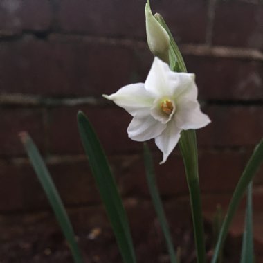 Catherine's garden