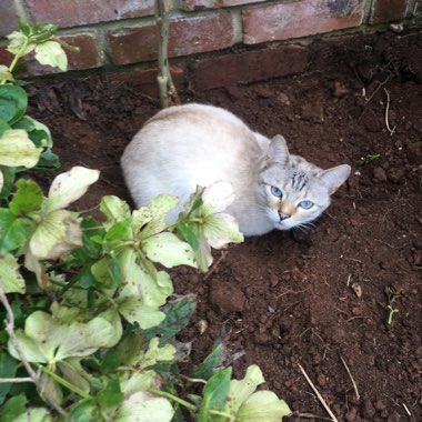 Catherine's garden