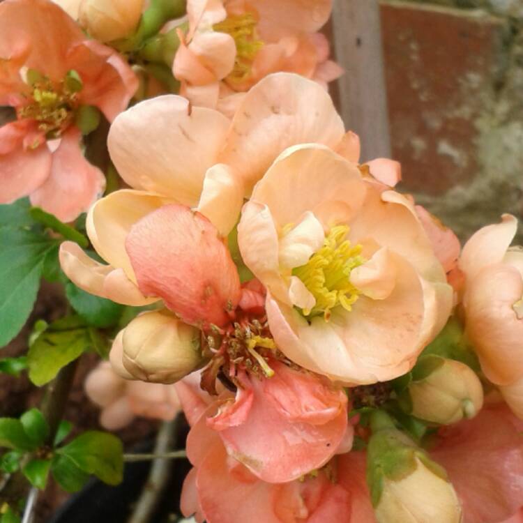 plant image 334741