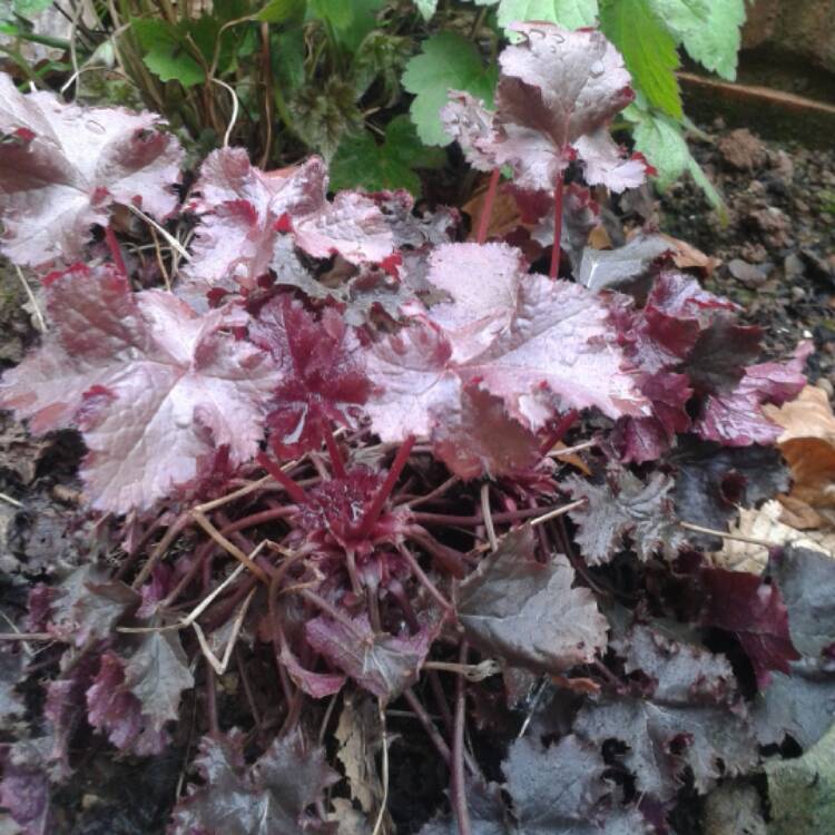 Plant image Heuchera 'Black Beauty'