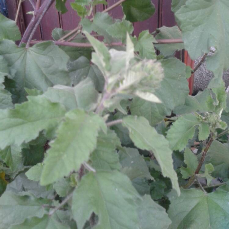 plant image 412822