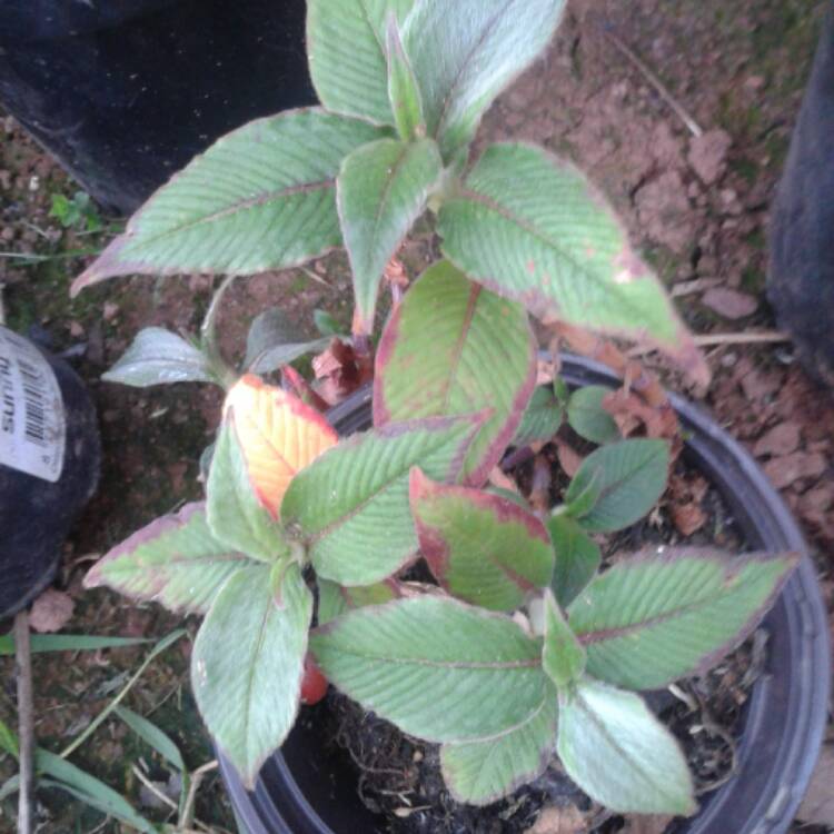 Plant image Persicaria Affinis