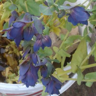 Cerinthe major 'Purpurescens'
