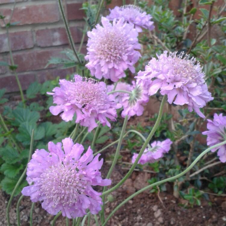 Plant image Scabiosa 'Pink Mist'