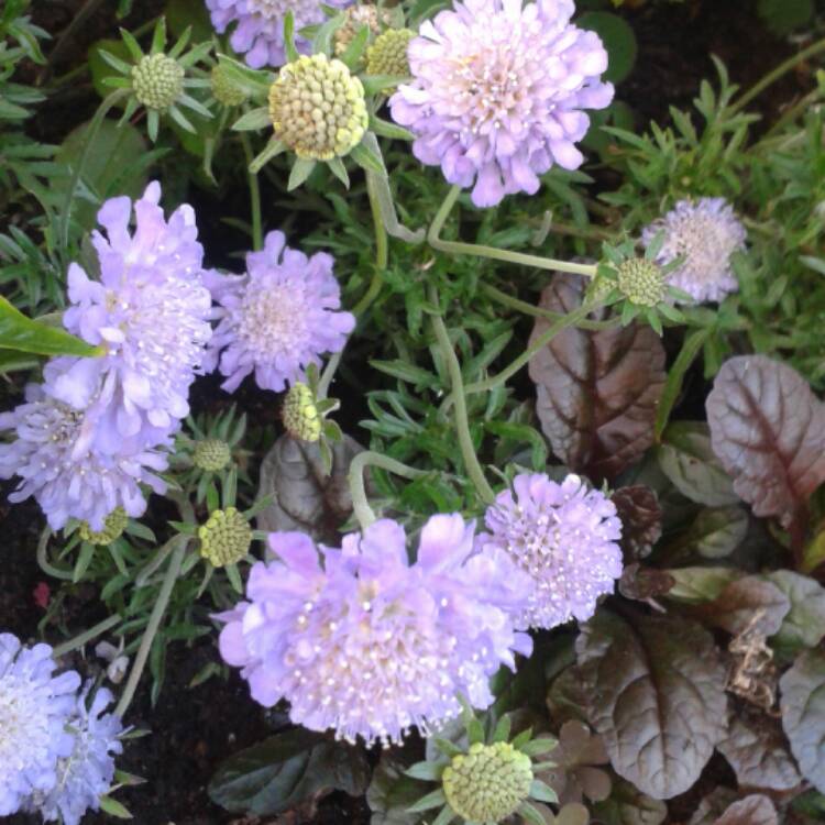 plant image 421012