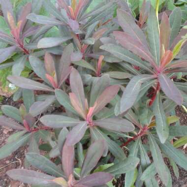 Euphorbia amygdaloides 'Purpurea' syn. Euphorbia amygdaloides 'Rubra'