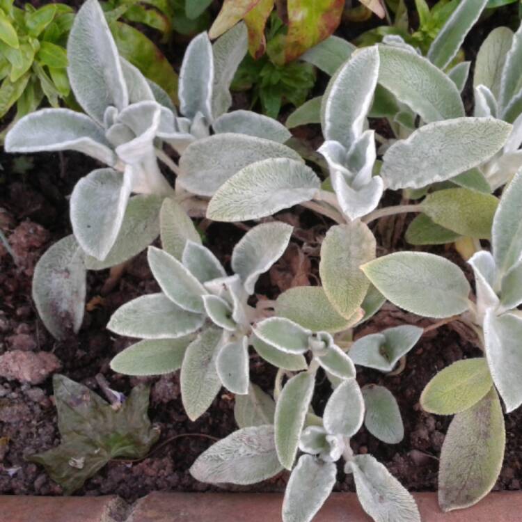 Plant image Stachys byzantina 'Big Ears'