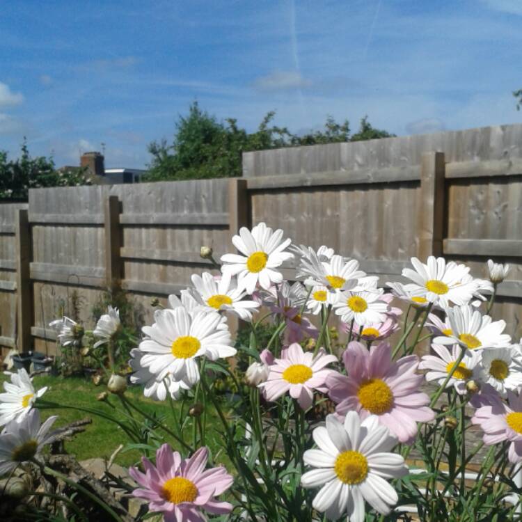 Plant image Argyranthemum