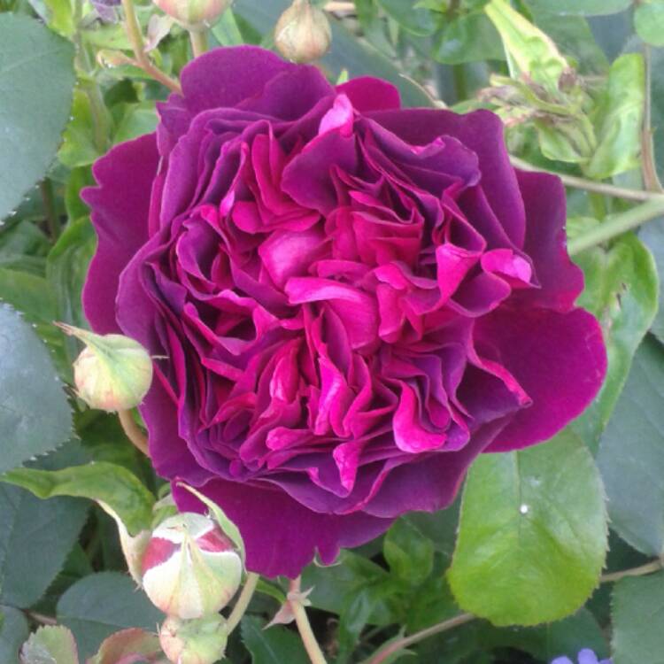 Plant image Rosa 'Ausbath' syn. Rosa 'Wife of Bath'