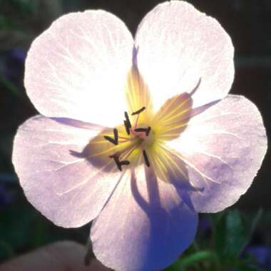 Geranium