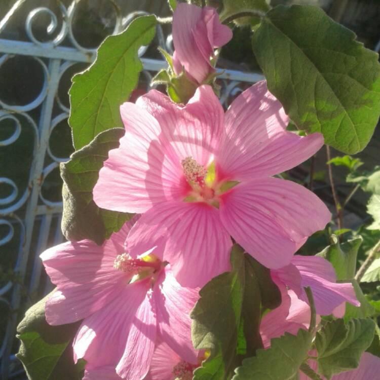 Plant image Malva