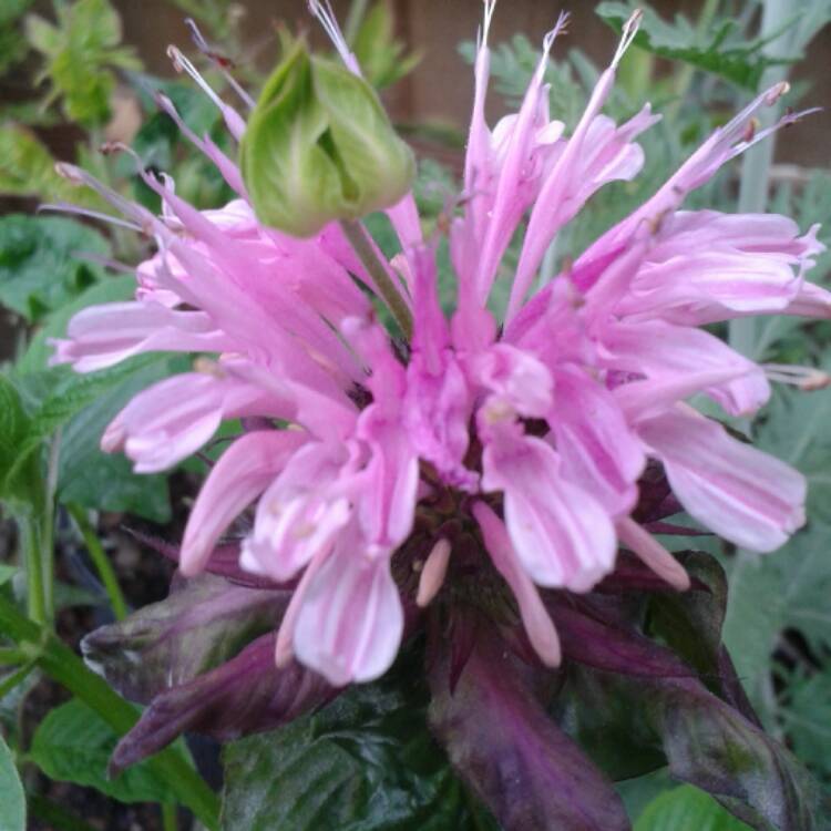 Plant image Monarda 'Beauty of Cobham'