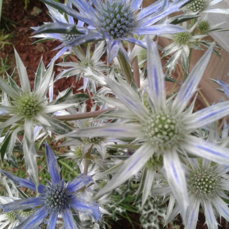 Plant image Eryngium bourgatii 'Picos Blue'
