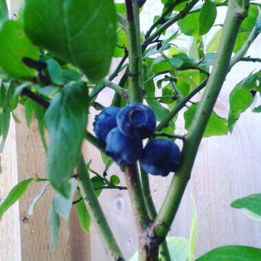 Vaccinium corymbosum 'Julia'