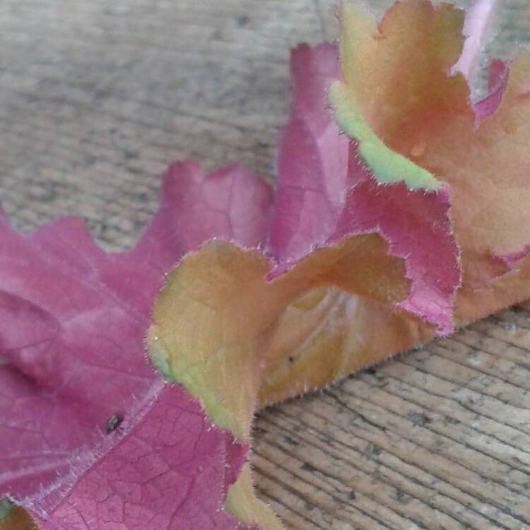 Plant image Heuchera 'Marmalade'