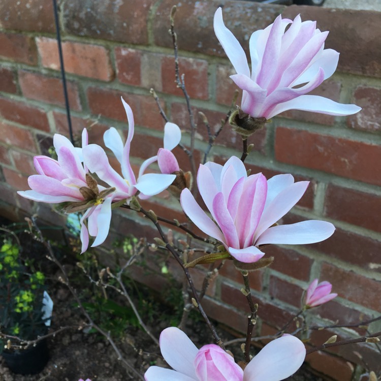 Plant image Magnolia x loebneri 'Leonard Messel'