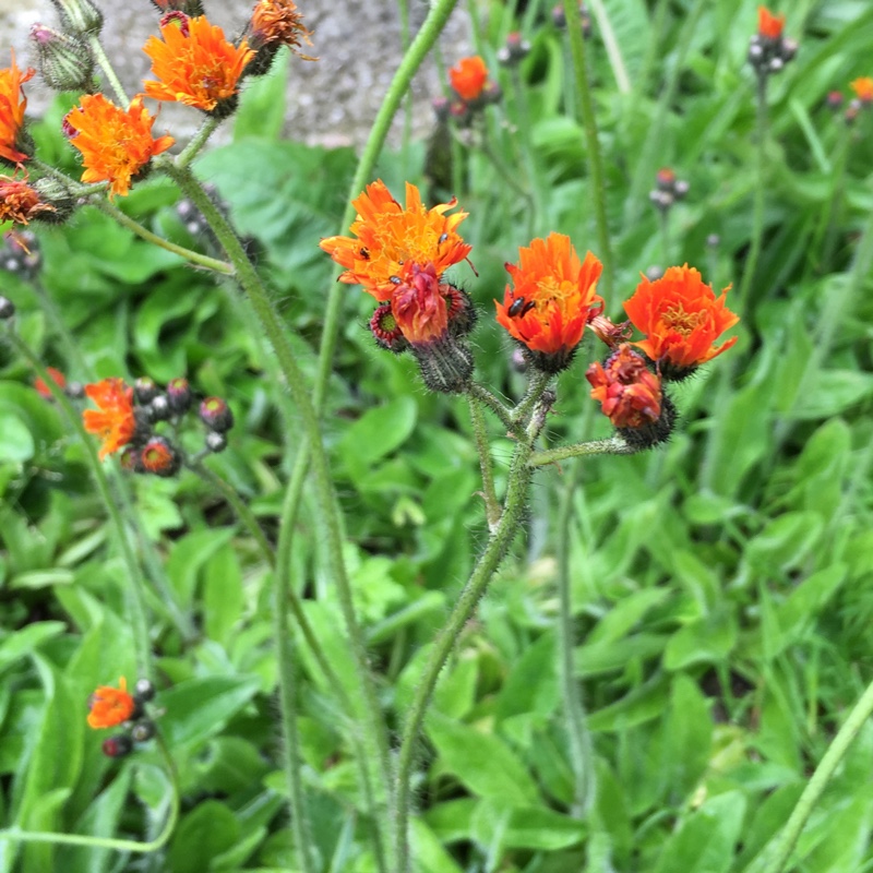 Plant image Pilosella aurantiaca