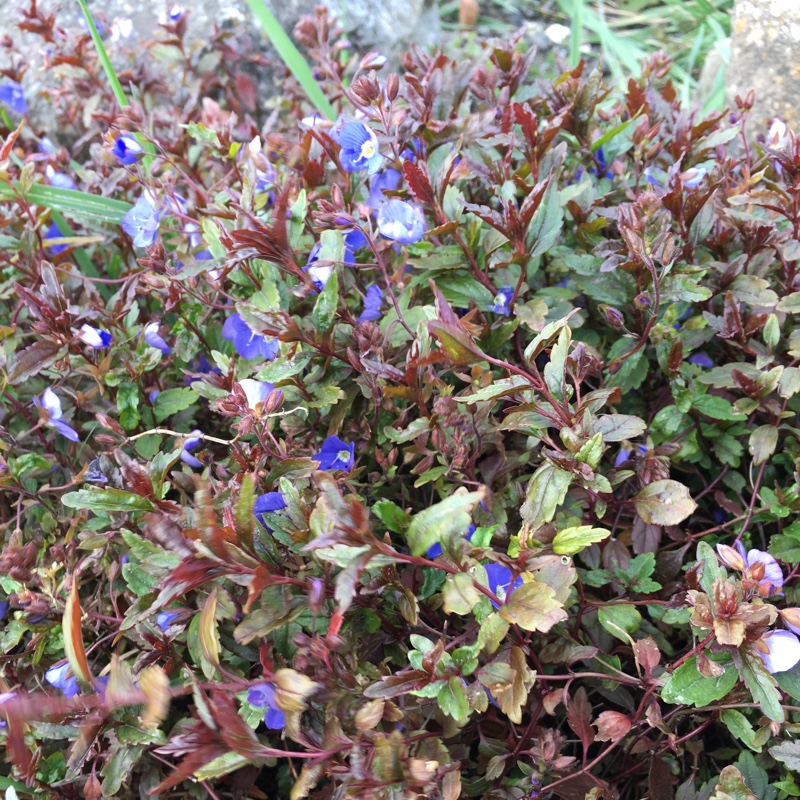 Plant image Veronica peduncularis 'Georgia Blue' syn. Veronica umbrosa 'Georgia Blue', Veronica peduncularis 'Oxford Blue'