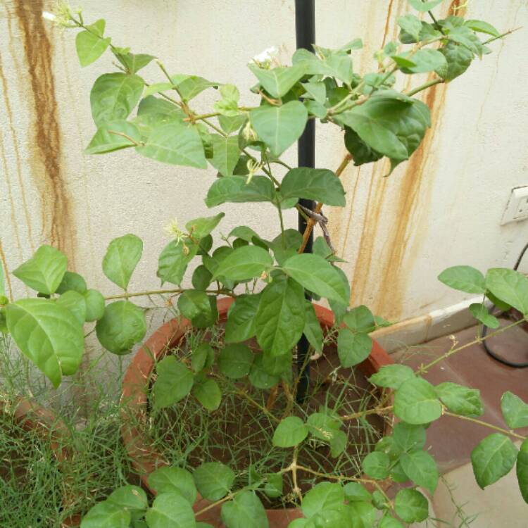 plant image 725382 plant image 725382