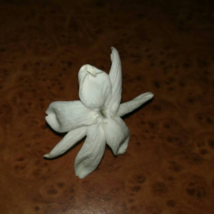 plant image 728193 plant image 728193