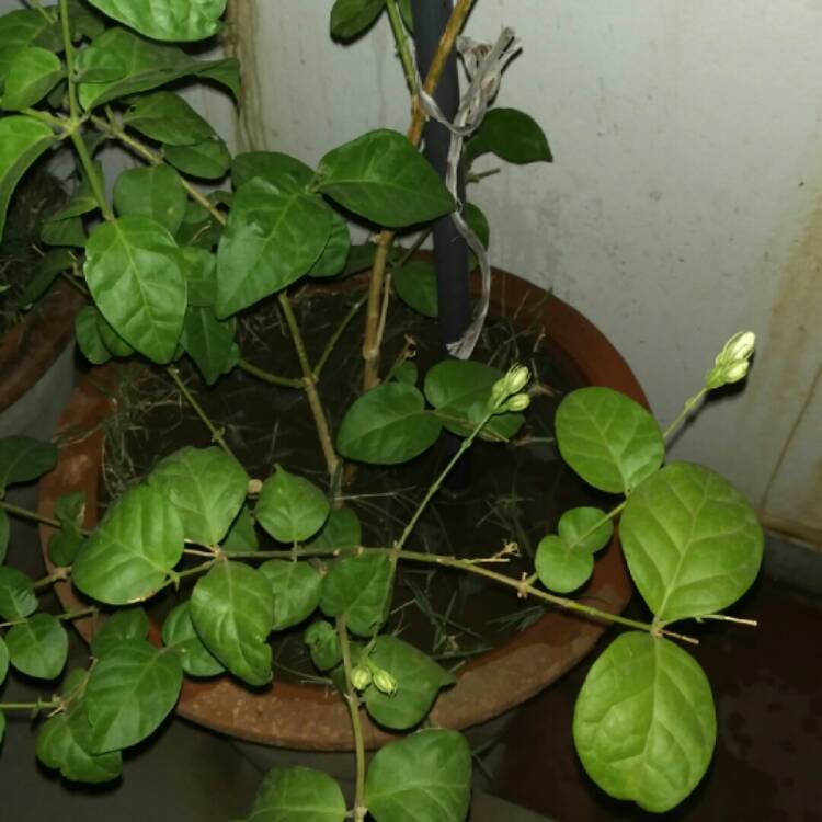 Plant image Trachelospermum jasminoides 'Tricolor'