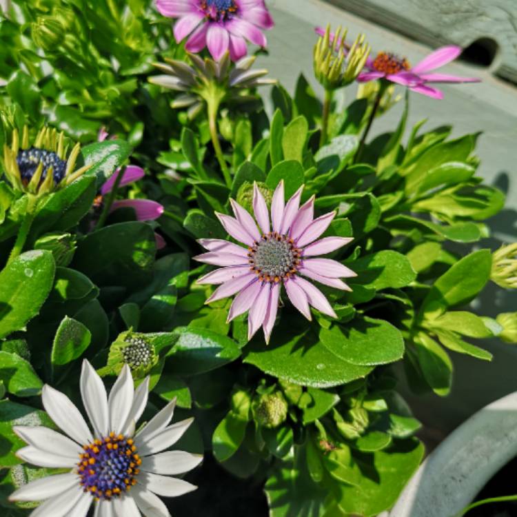 plant image 976550