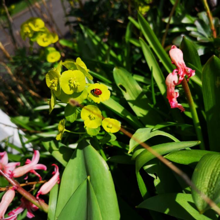 plant image 976573