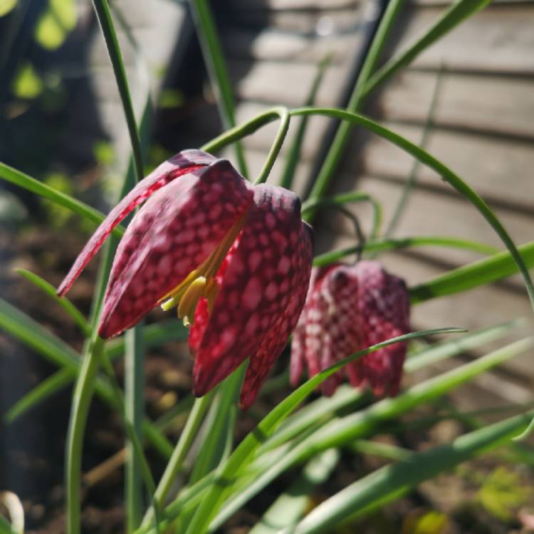 plant image 980196