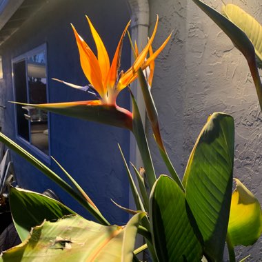 Bird Of Paradise