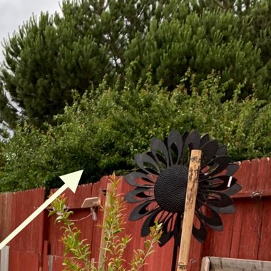 Hope's garden