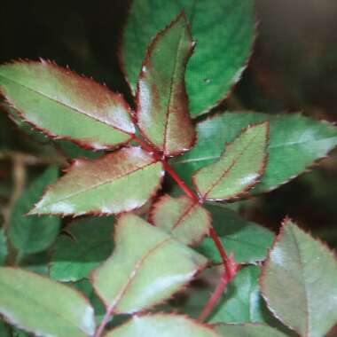 Rosa