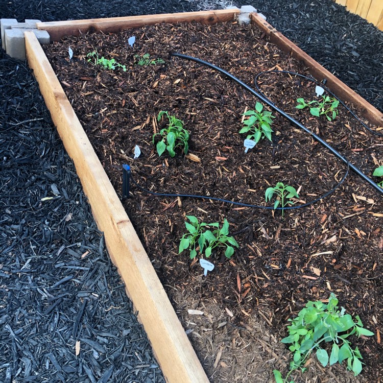 Plant image Capsicum 'Bonnie Bell' Red