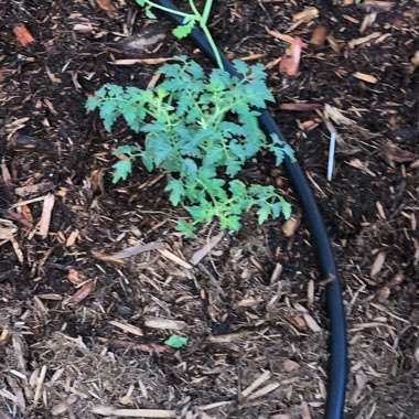 Solanum Lycopersicum 'Yellow Pear'