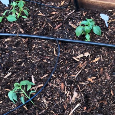 Chilli Pepper 'Poblano'