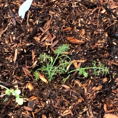 Dill