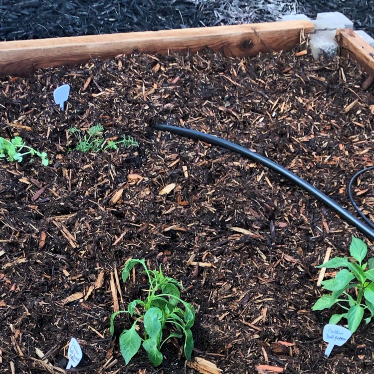 plant image 1327155
