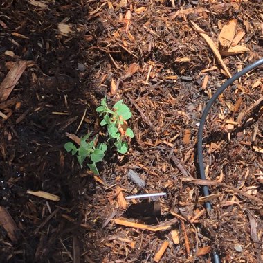 Greek Oregano