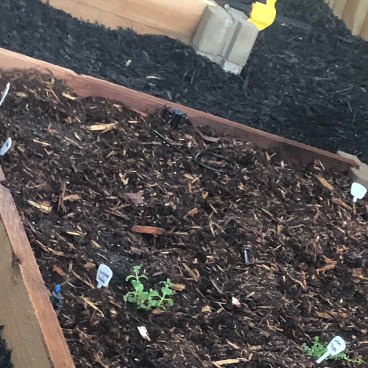 plant image 1333470