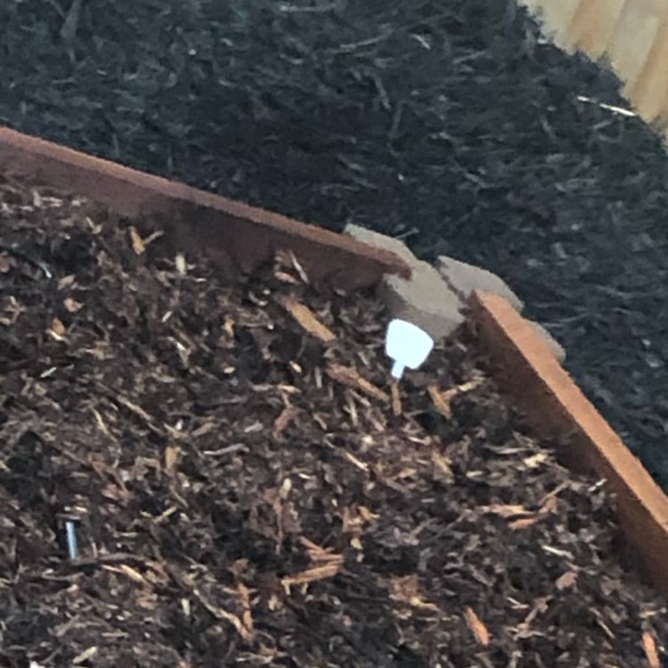 plant image 1333473