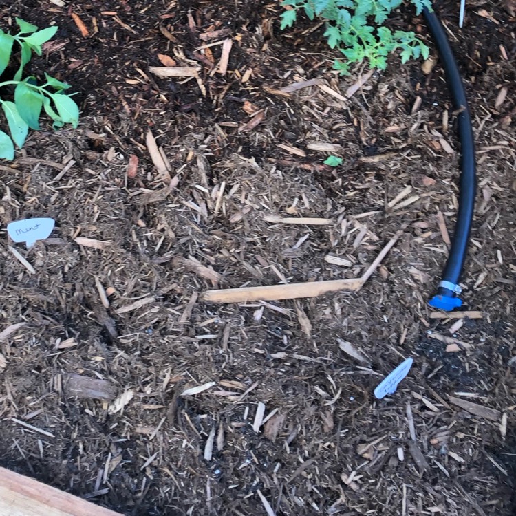 plant image 1333475