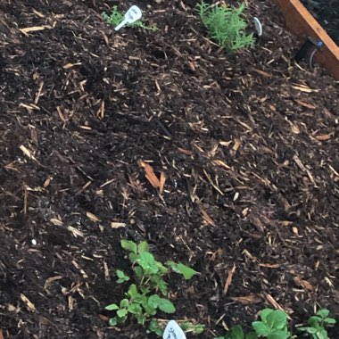 Garden Bean 