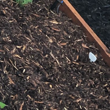 Sugar Snap Pea 'Sugar Ann'