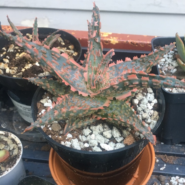 Plant image Aloe Oik