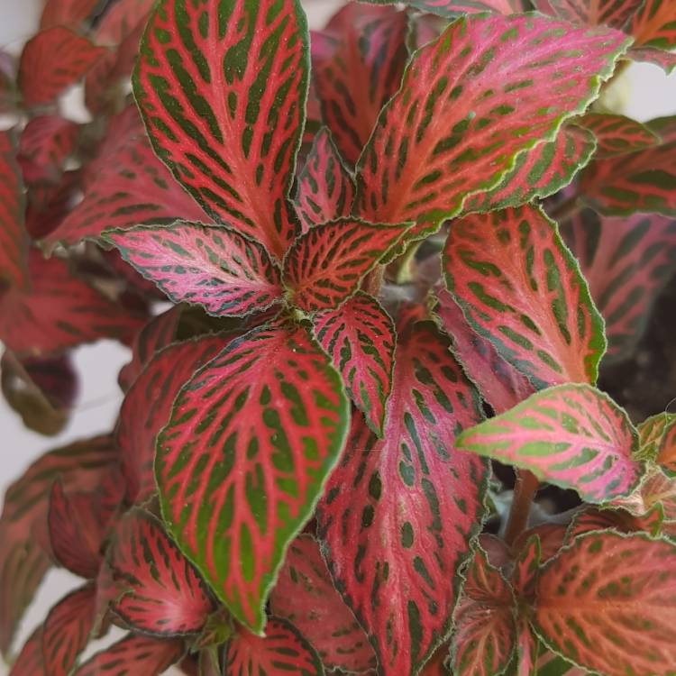Plant image Fittonia Verschaffeltii 'Pink Angel'