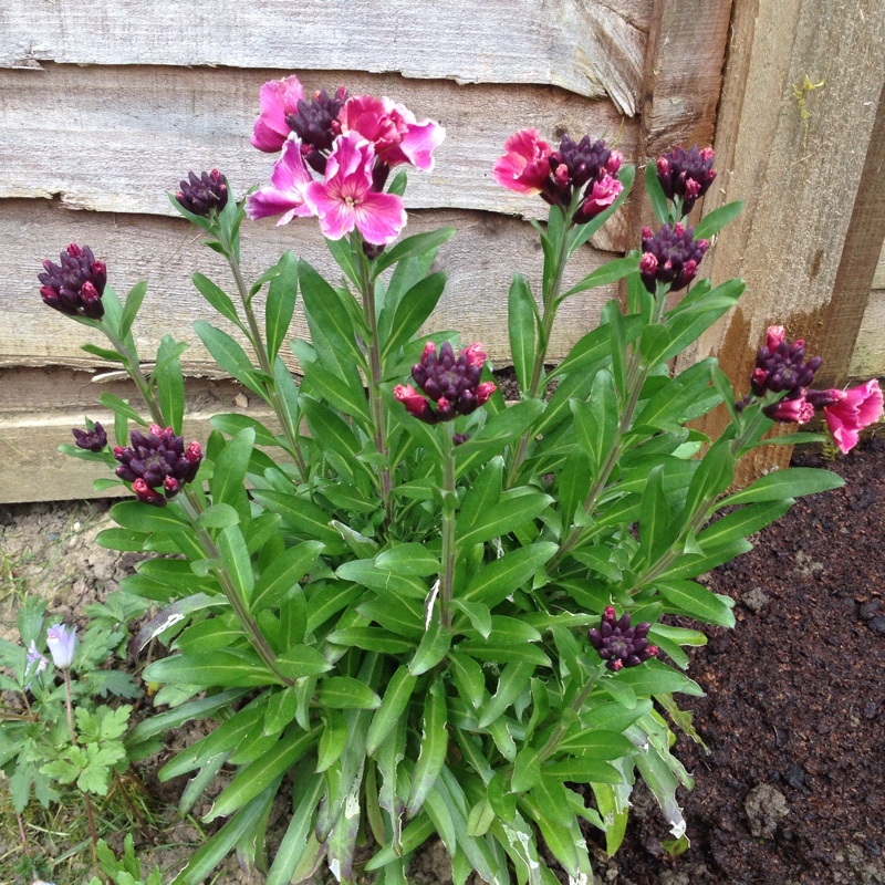 Erysimum