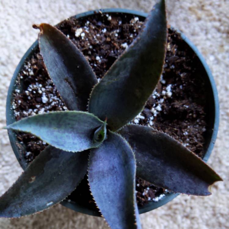 Plant image Mangave Purple People Eater