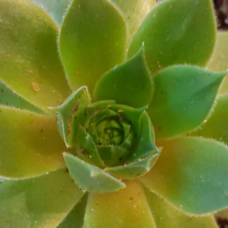 plant image 1066602