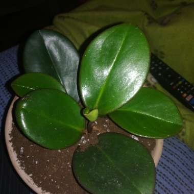 Peperomia obtusifolia