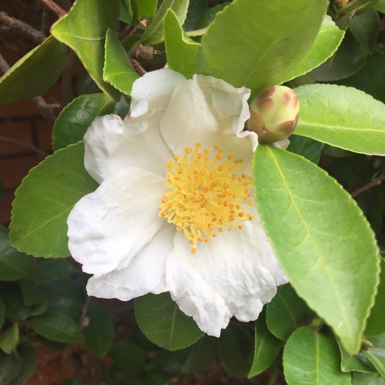 plant image 395284